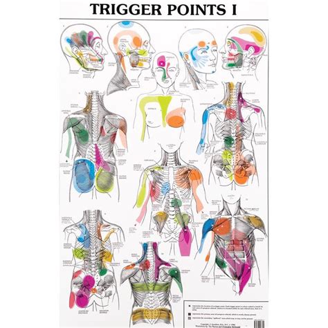 10 Best Tens Unit Placement Charts Images On Pinterest