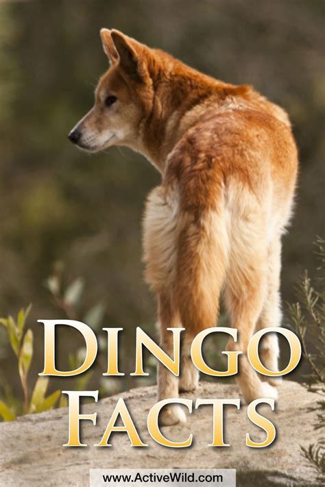 Dingo Facts Info And Pictures Life Habitat Diet Threats And More