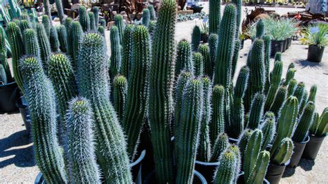 Desert Tree And Plant Nursery Phoenix Desert Foothills Gardens Inc