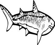 Shark Coloring Pages Printable