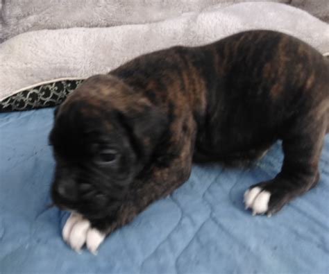 Reverse Brindle Boxer Puppies For Sale
