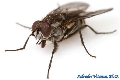 Diptera Muscidae House Flies And Kin I Urban Programs El Paso County