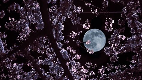 Wallpaper Moon Sakura Tree Night