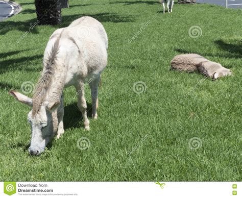 Donkeys Grazing In A Public Garden Stock Image Image Of Animal