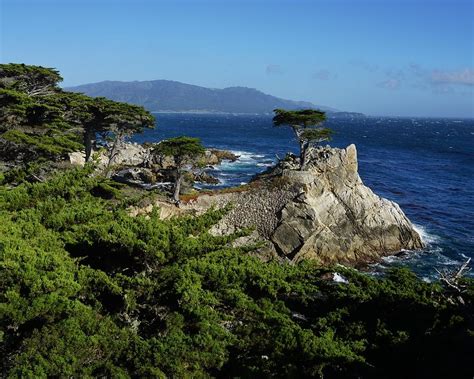 Lone Cypress Monterey Peninsula Photograph By Brett Harvey Fine Art