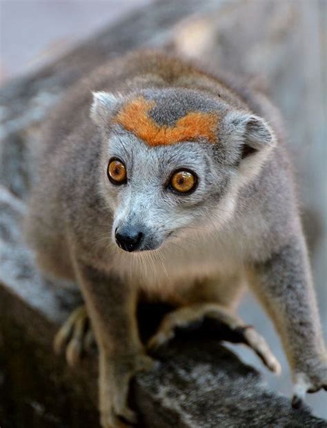 Crowned Lemur At Ankarana Northern Madagascar From One More Shot Rog