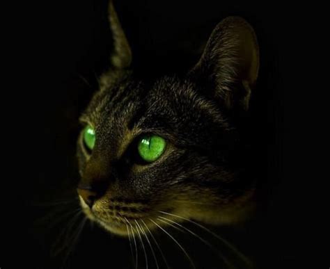 Mysterious Cat Eyes Cats Animals Cats And Kittens