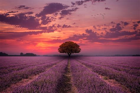 Lavender Sunset Paesaggi Sfondi Estivi Immagini Della Natura