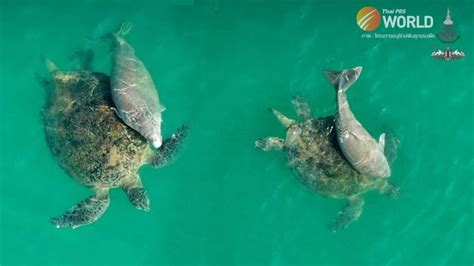Green Sea Turtle Helps Nurture A Baby Dugong In Dong Tarn Bay Area