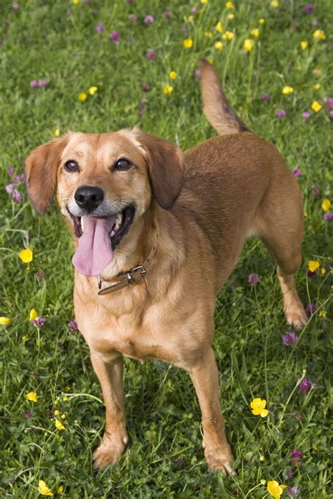 Maybe you would like to learn more about one of these? 20 Best Dog Breeds for Kids - Good Family Dogs