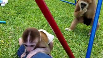 Baby Monkey Learns To Climb Youtube