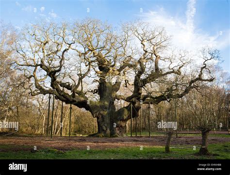 Major Oak Tree Sherwood Hi Res Stock Photography And Images Alamy