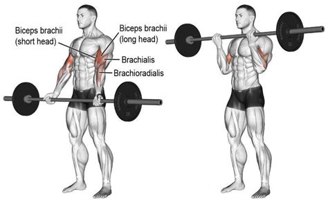 Los 11 Mejores Ejercicios De Bíceps Y Tríceps Para Masa Muscular