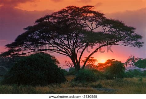 African Thorn Tree Acacia Crimson Sunrise Stock Photo 2530558