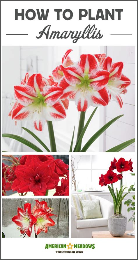 Maybe you would like to learn more about one of these? Amaryllis Growing Instructions | Amaryllis bulbs ...