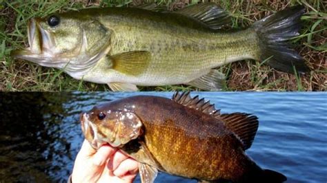 Smallmouth Bass Vs Largemouth Bass What’s The Difference