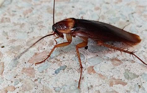 Dealing With American Cockroaches Prevention And Extermination For Your Naples Home