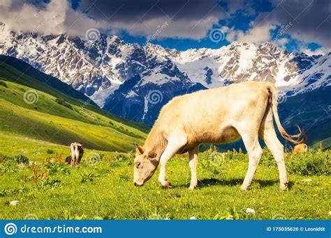 Cows Grazing Stock Photo Image Of Environment Color 175035626