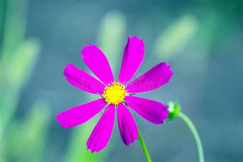 Mexican Aster Flower Or Cosmos Stock Image Image Of Bipinnatus