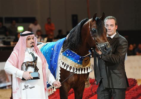 Philippe Hosay Arabian Show Horses Arabian Essence Tv