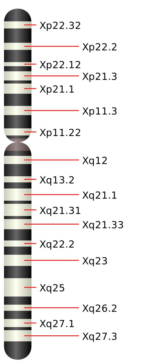 ملفchromosome Xsvg المعرفة