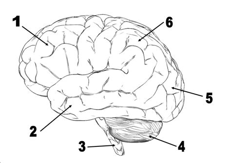 Brain Diagram Diagram Quizlet