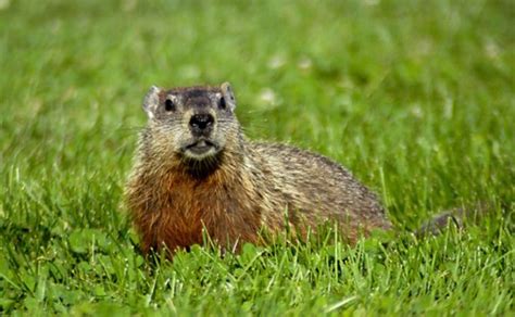 There are no reviews about francis animal and pest control. After checking your municipality's rules on removing and ...