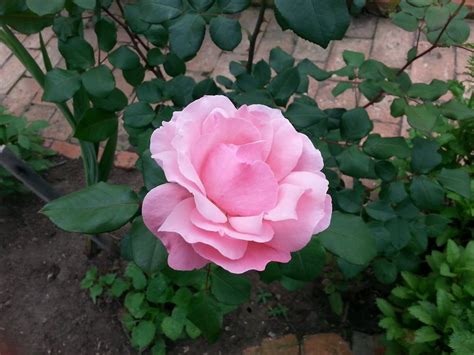 Kostenloses Foto Zum Thema Pinke Rose Rose