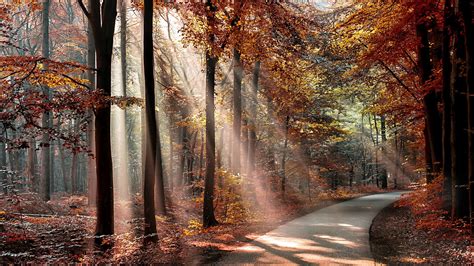 1075826 Sunlight Trees Landscape Forest Fall Leaves Nature