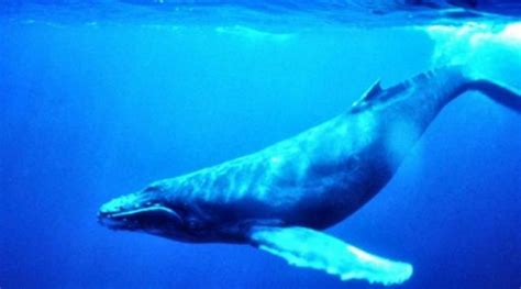 Científicos graban más de 40 mil cantos de ballenas azules en la