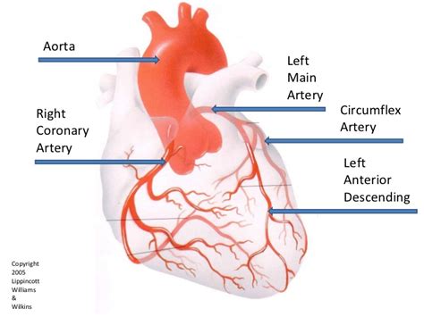 What Arteries Feed The Heart Socratic