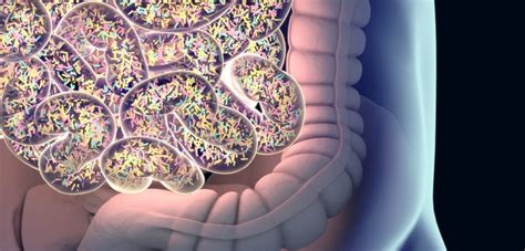 Impact Of Gut Microbiota In Ms More Complex Than Thought Study Shows