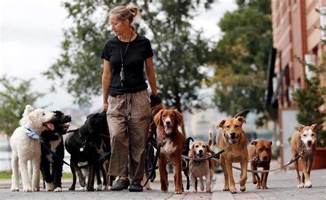 The Benefits Of Working With A Dog Walker Premier Dog Walkers