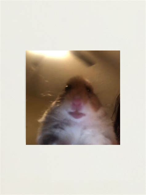 Facetime Hamster Meme Photographic Print By James Heath Redbubble