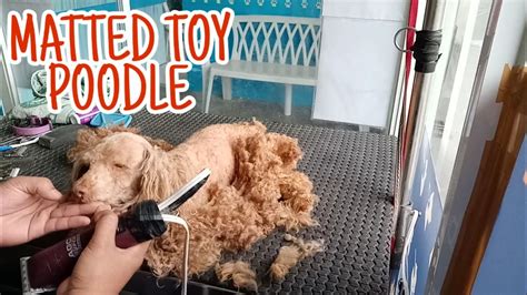 Matted Toy Poodle Shave Body Spare Earsandtail Youtube