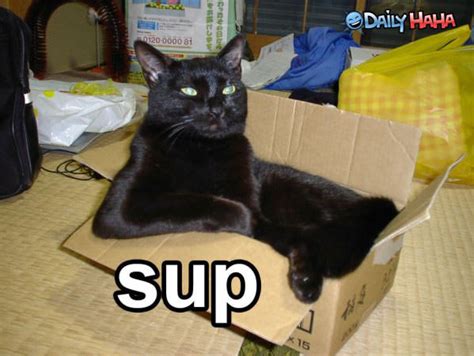 Sup Cat