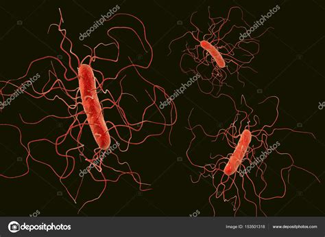 Symptoms include watery diarrhea, fever, nausea, and abdominal pain. Bactéries Clostridium difficile image libre de droit par ...