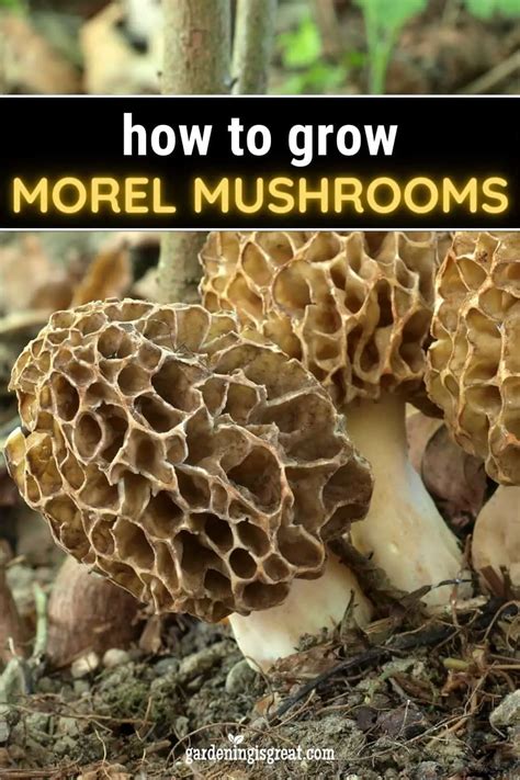 How To Grow Morel Mushrooms Gardening Is Great