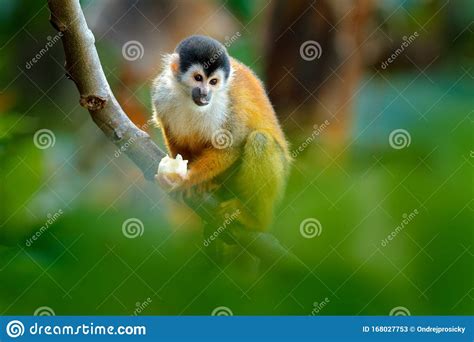 Monkey In The Tropic Forest Vegetation. Animal, Long Tail In Tropic Forest. Squirrel Monkey ...