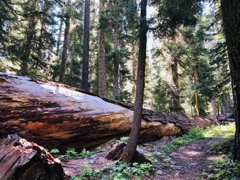 Best Moderate Trails In Rogue Umpqua Divide Wilderness Alltrails