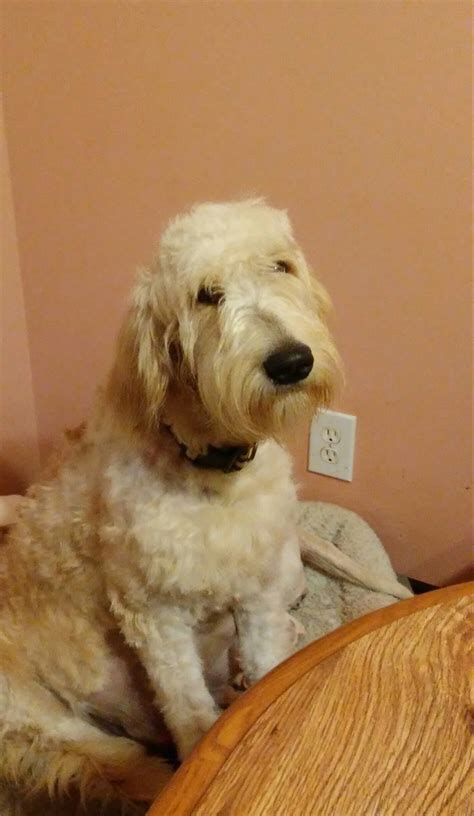 Ruby sports a friendly personality and carries a beautiful golden. Goldendoodle Puppies For Sale | Lexington, NC #214266