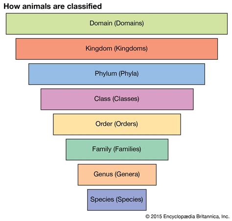 Taxonomy Definition Examples Levels And Classification Britannica