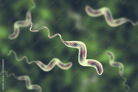 Campylobacter Bacteria C Jejuni C Fetus Gram Negative S Shaped