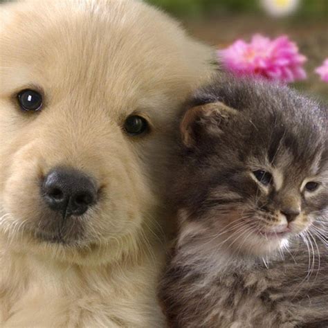 Beautiful Cat And Dog Screensavers Work Quotes