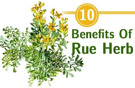 Rue Herb Health Benefits And Uses