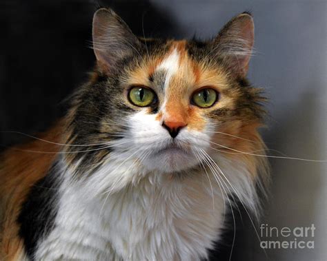 Long Haired Calico Cat Photograph By Catherine Sherman Fine Art America