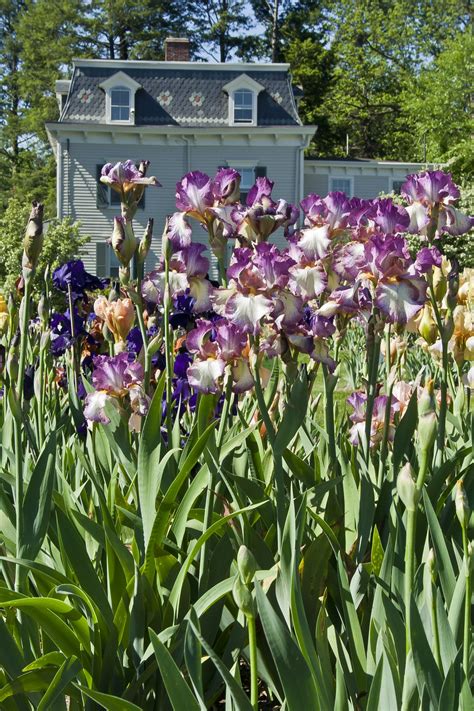 Spring Is In Bloom At Presby Memorial Iris Gardens In Montclair The
