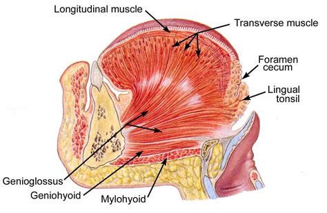 Tongue Muscles Anatomy Anatomy Of The Tongue