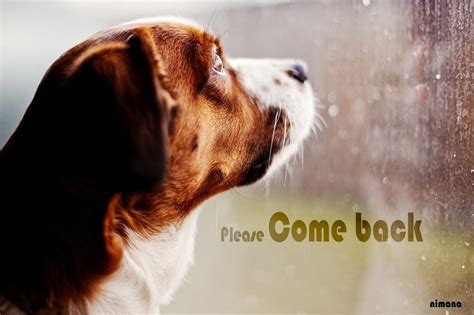 Please Come Back My Love Quotes Please Come Back Love Quotes Quotesgram The Harvey
