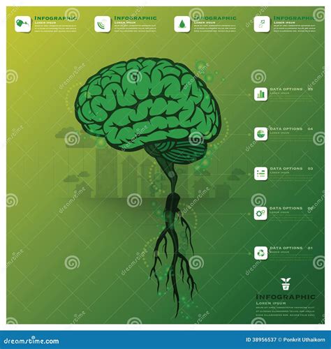 Brain Tree And Root Infographic Stock Vector Image 38956537